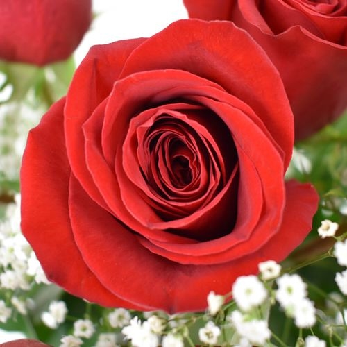 Rose Bouquet 1 Stem - Red Freedom 50 cm