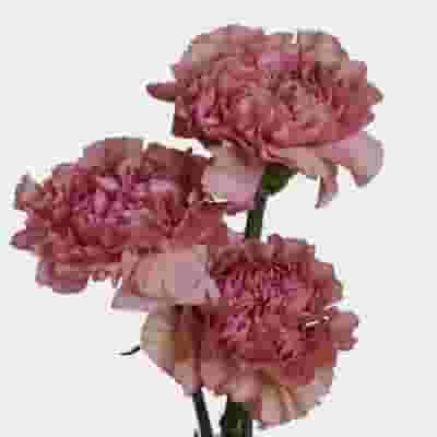 Dusty Pink Fancy Carnation Flower