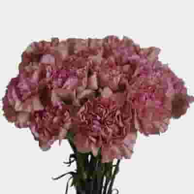 Plum and Mauve, Blush and Dusty Rose Wedding Package, Bulk Carnation,  Miniature, Pink – DaisyDIYFlowers