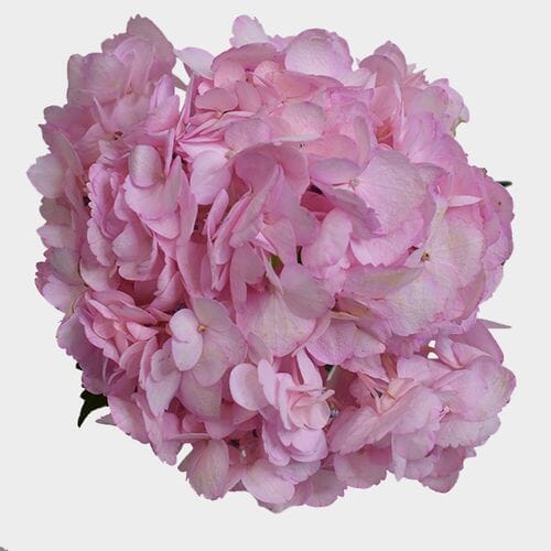 Bulk flowers online - Hydrangea Pink Tinted Flower