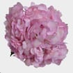 Hydrangea Pink Tinted Flower