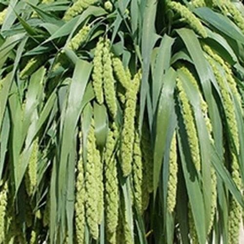 Wholesale flowers: Millet Green Hanging