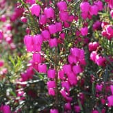 Boronia Hot Pink