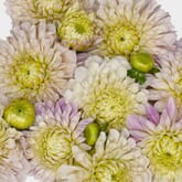 Dahlias 5 Bunch  - Creams