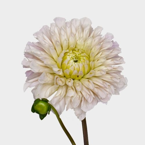 Dahlias 5 Bunch  - Creams