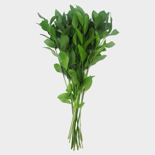 Wholesale flowers prices - buy Israeli Ruscus Green in bulk