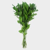 Israeli Ruscus Green