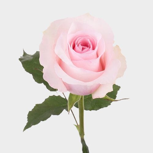 Wholesale flowers prices - buy Rose Christa 50cm in bulk