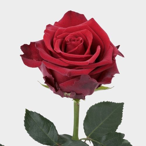 Wholesale flowers prices - buy Rose Explorer Rosa Nova 50 Cm. in bulk