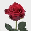 Rose Explorer Rosa Nova-Red 60 Cm