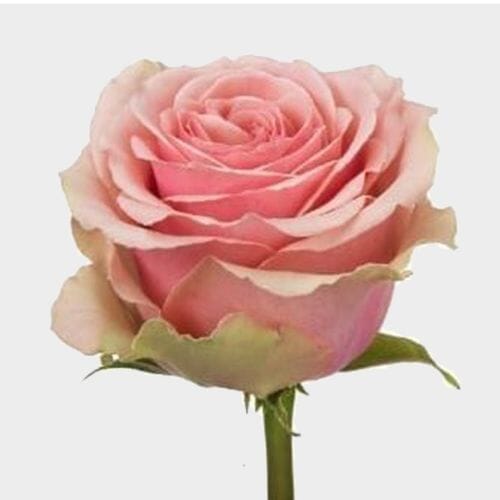 Wholesale flowers prices - buy Rose Geraldine  50 Cm. in bulk