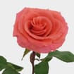 Rose Amsterdan Bd 50cm Bulk