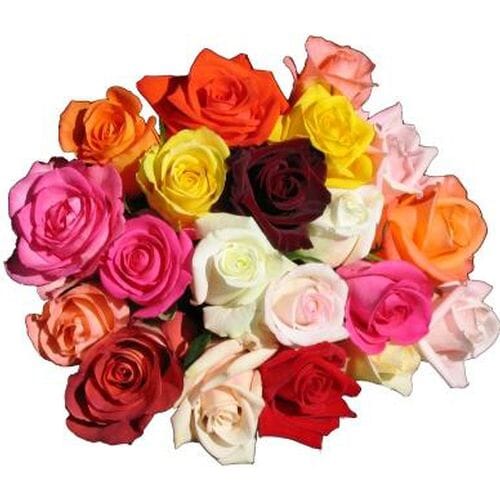Wholesale flowers: Rose Mix Colors 40cm Bulk