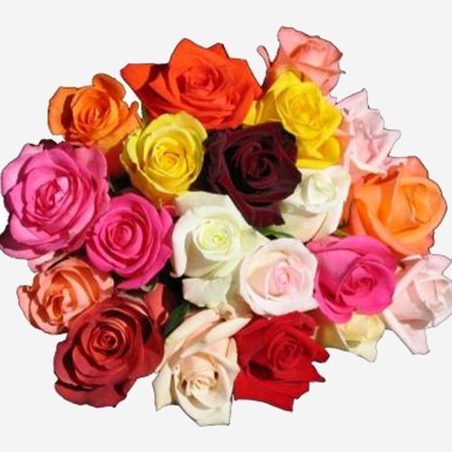 Rose Mix Colors 50cm