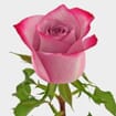 Rose Deep Purple  60cm Bulk