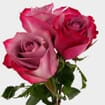 Rose Deep Purple  60cm Bulk