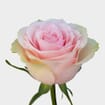 Rose Frutteto 50cm Bulk