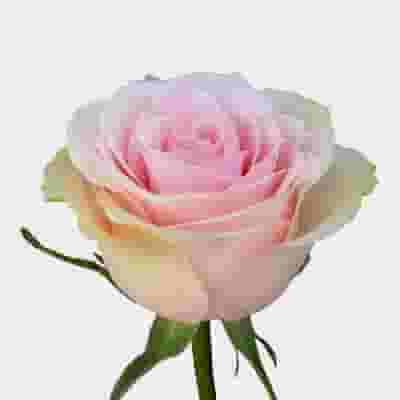 Rose Frutteto 50cm Bulk