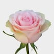 Rose Futteto 60cm Bulk