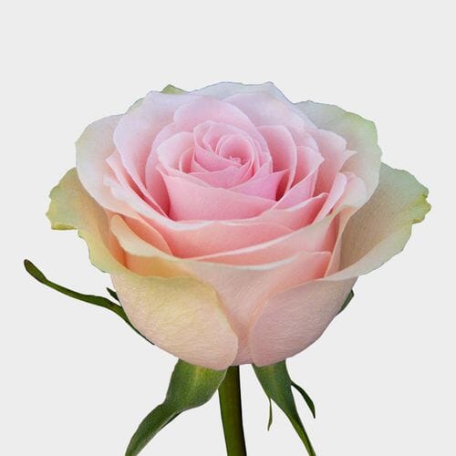 Wholesale flowers prices - buy Rose Futteto 60cm Bulk in bulk