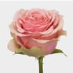 Rose Geraldine 60 Cm