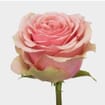 Rose Geraldine 60 Cm Bulk