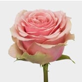 Rose Geraldine 60 Cm Bulk