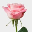 Rose Hermosa 50cm