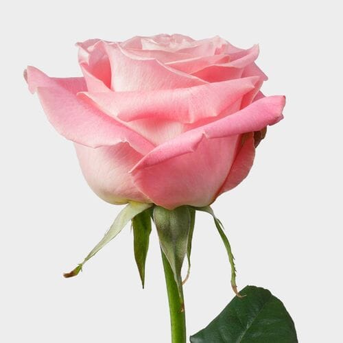 ROSE☆ROSE 4-Pink-White-
