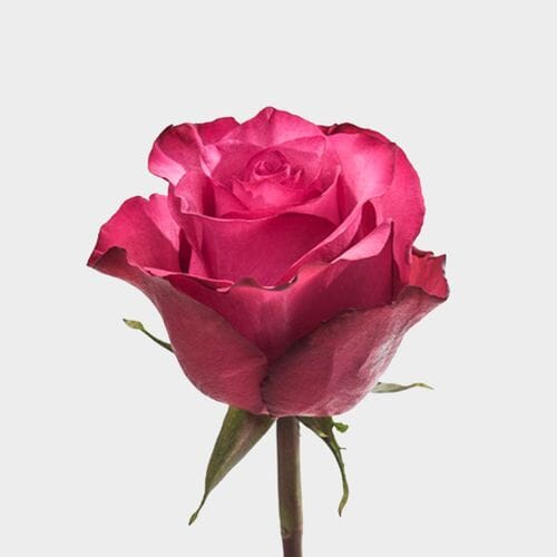 Rose Lola 50cm