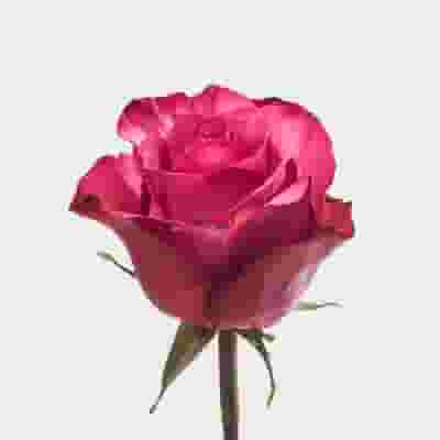 Rose Lola 50cm Bulk