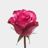 Rose Lola Bd 60cm Bulk