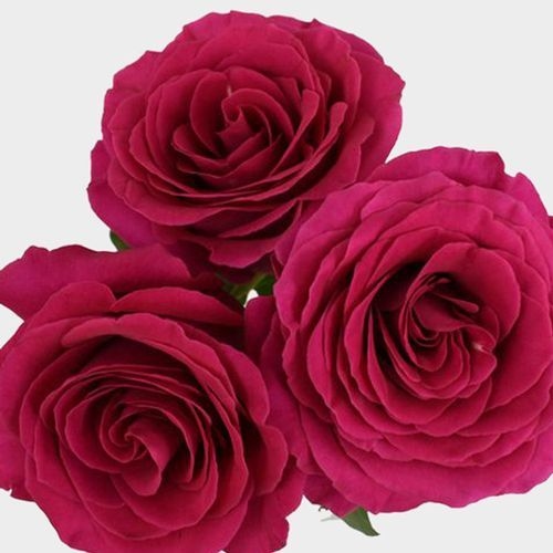 Rose Pink Floyd 60cm Bulk