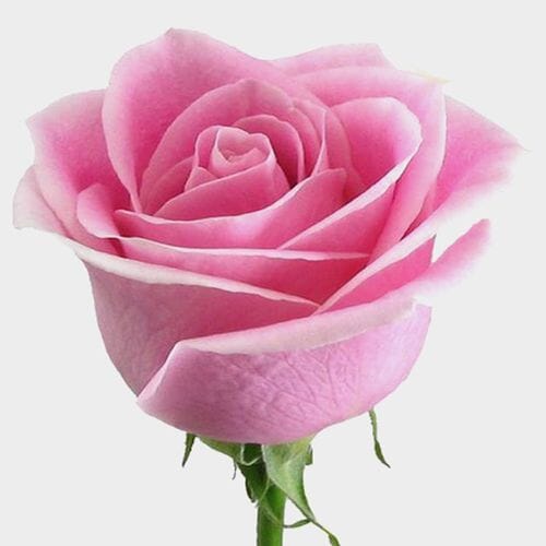 Wholesale flowers prices - buy Rose Sweet Unique 60 Cm Bulk in bulk