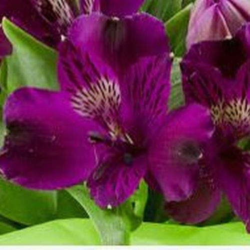 Alstroemeria Purple