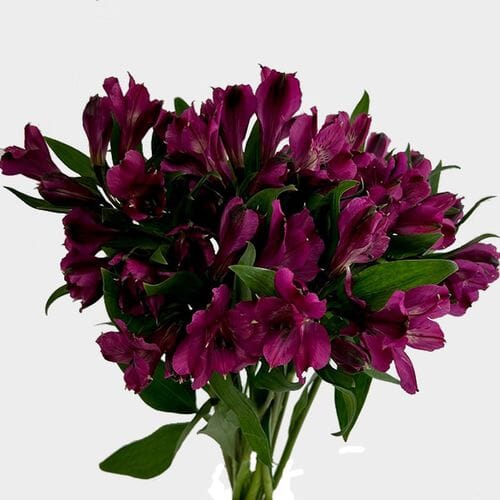 Wholesale flowers prices - buy Alstromeria Purple in bulk