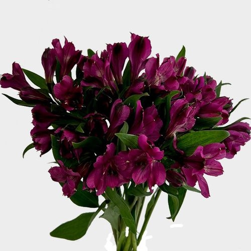 Alstroemeria Purple