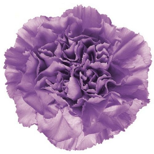 Carnation Lavender Fancy - Wholesale - Blooms By The Box