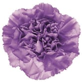 Carnation Lavender Fancy