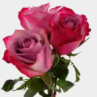 Rose Deep Purple 40cm Bulk