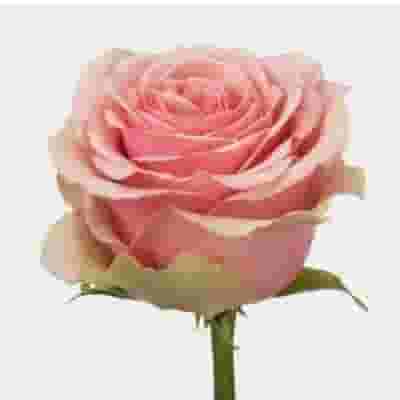 Rose Geraldine 50 Cm. Bulk