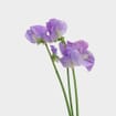 Sweet Pea Lavender (10 Bunches)
