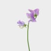 Sweet Pea Lavender (10 Bunches)