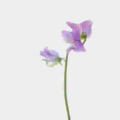 Sweet Pea Lavender (10 Bunches)