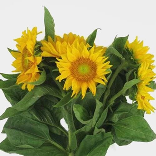 Sunflower Yellow with Green Center - Bulk