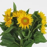 Sunflower Yellow with Green Center - Bulk