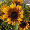 Sunflower Bicolor With Black Center - Bulk