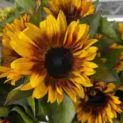 Sunflower Bicolor With Black Center - Bulk