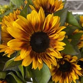 Sunflower Bicolor With Black Center - Bulk