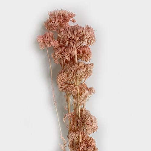 Pink Achillea Parker Dried Flowers, 10 flowers, Length 65 cm 